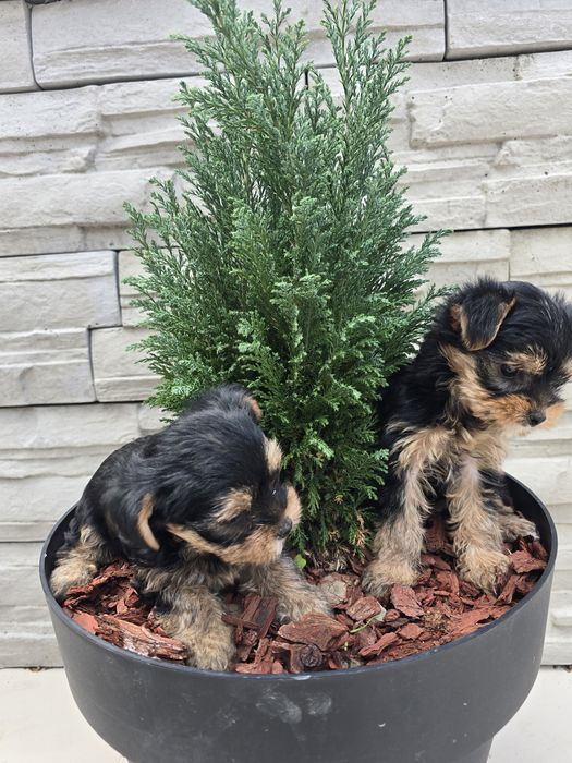 Мини йоркширски териер