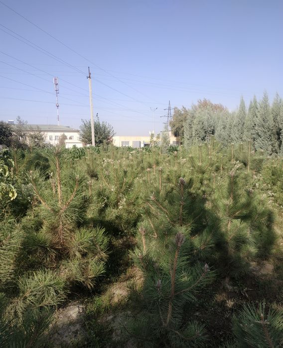 Кирим сасна сотилади