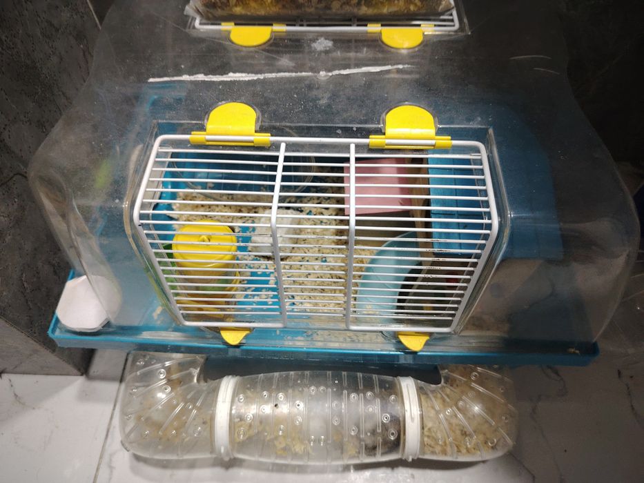 Продам хомяка, девочка