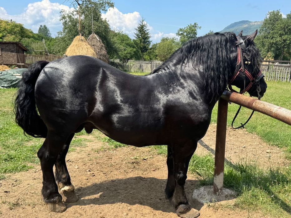 Vând armăsar în vârstă de 6 ani cuminte nu mușcă nu zvârle învățat la muncile agricole și gospodărești accept ori ce probă la plăcerea clientului