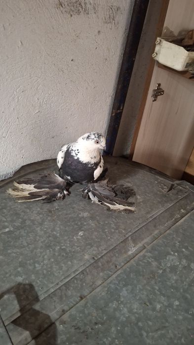 Голуби на продажу