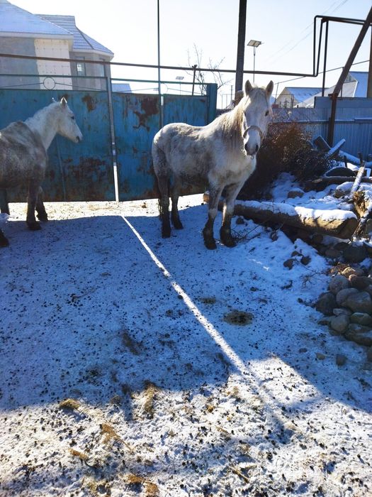 Бие сатлады, откорм