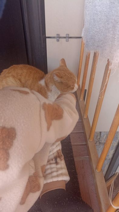 Отдам котика. Рыжий.