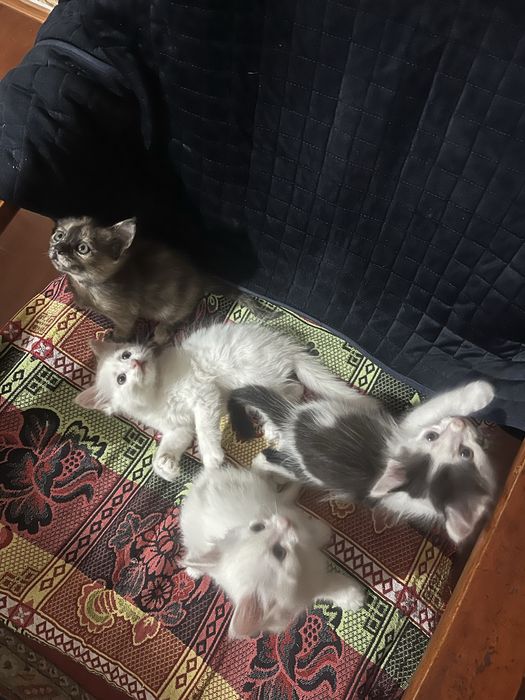 Котята марғау мысық