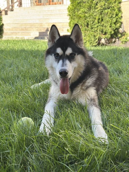 Пропала собака, помогите вернуть