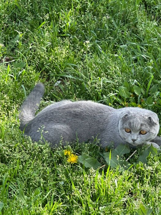 Продойотся скотиш фолд малчык