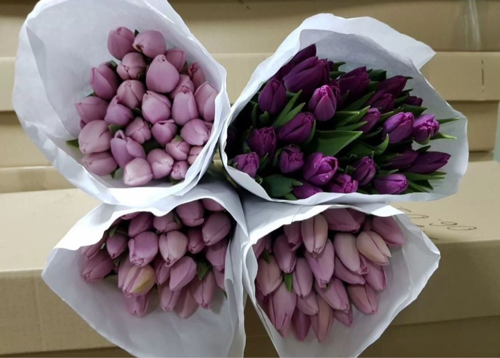 Тюльпаны цветы стойкие
