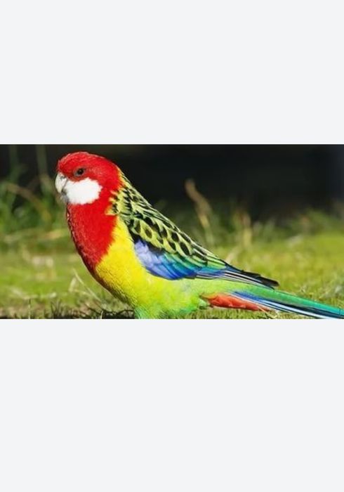 Ожереловые попугаи ручные