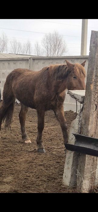 Айгыр Жеребцы ...