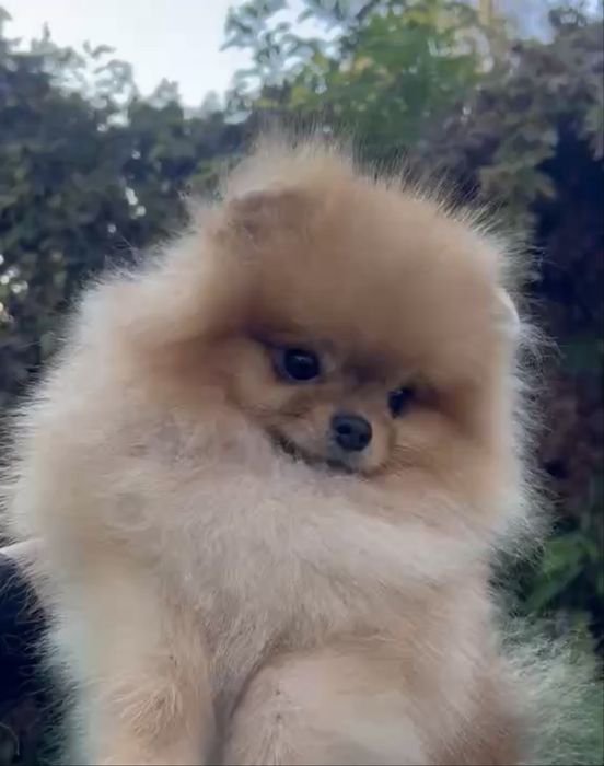 Красив мъжки померан