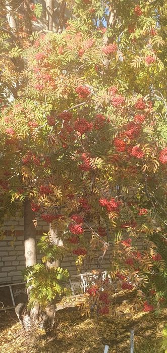 Продам саженцы рябины,калины.