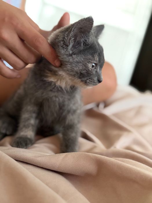 Отдам в хорошие руки котенка девочку
