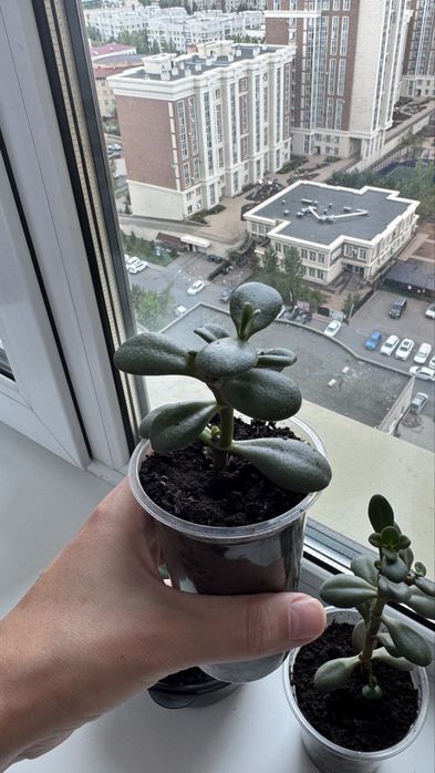 Денежное дерево, толстянка