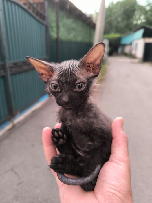 Продам котёнка полукровка