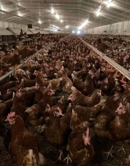 Găini roși ouătoare