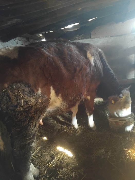 Vaca gestantă bălțată