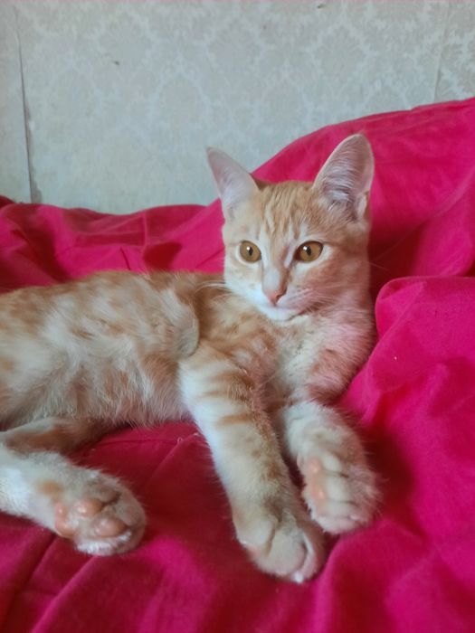 Котёнок 7 месяцев