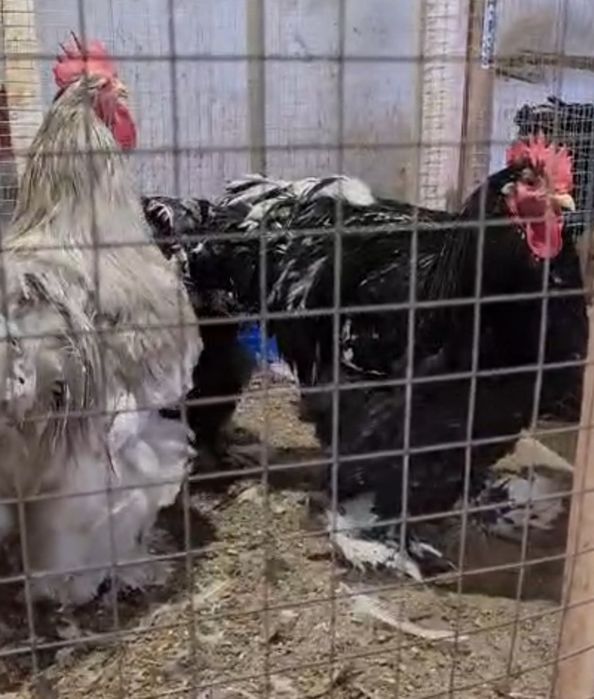 Цыплята кохинхины голубые