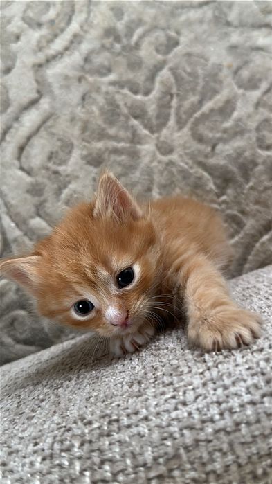 Домашно Котенце с Доставка