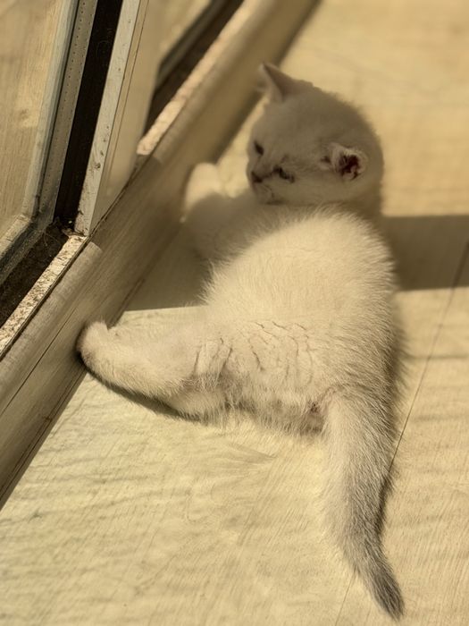 Продается британка шиншилла