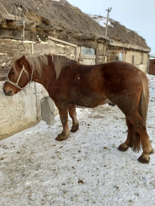 айғыр сатылады полутяж
