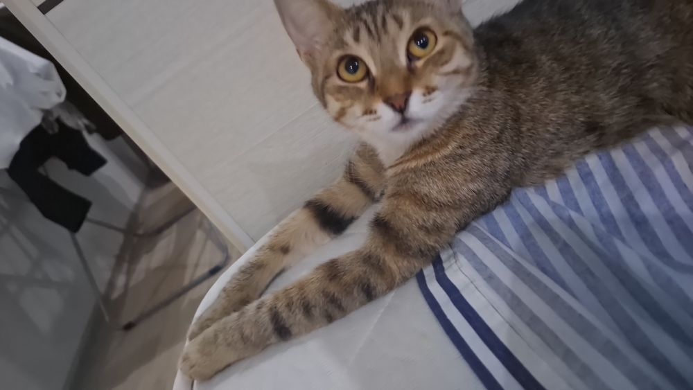 Отдам в добрые руки кошку