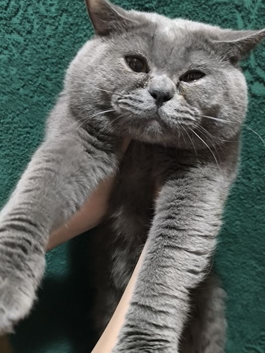 Шотландский скотиш страйт