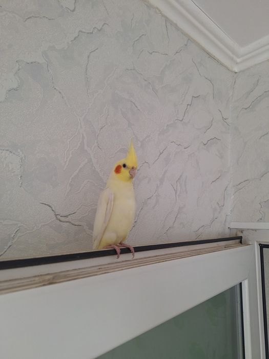 Попугай корелла  говорящий