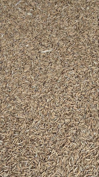 Шалы Күріш Рыс .Местный Хоразм Лазер