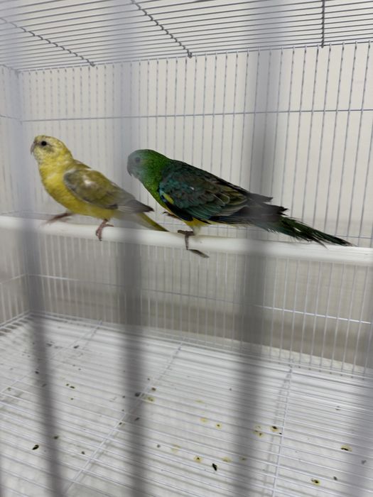 Певчий попугай молодые