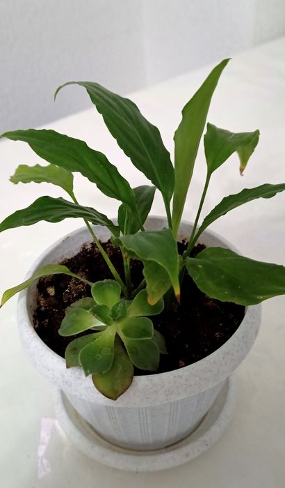 Компания цветый, РАСПРОДАЖА