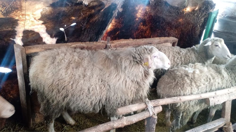 Қошқар сатылады!!!