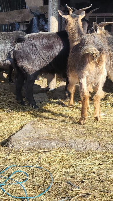 Capre cu iezii  mari