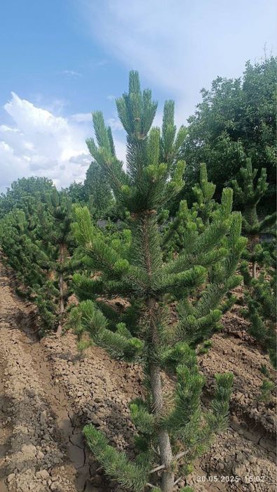 Қора соснаси (Pinus nigra) кўчатлари сотилади италиядан келтиририлган