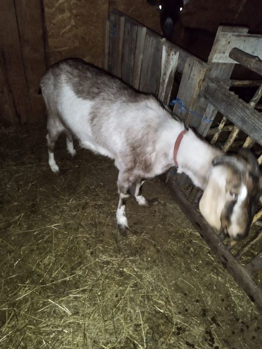 Vand capra metis de alpina franceza cu anglonubian