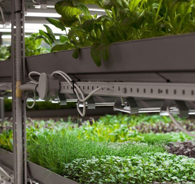Микрозелень - Автоматика для выращивания