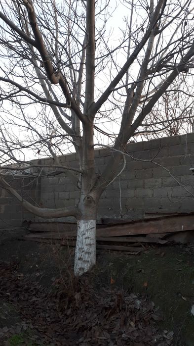 Ёнғоқ дарахти 1 жуфт сотилади