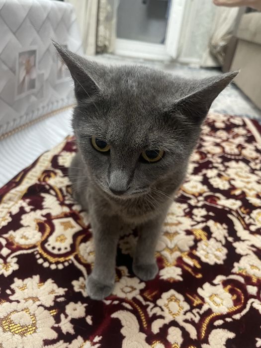 Продам кошку британская