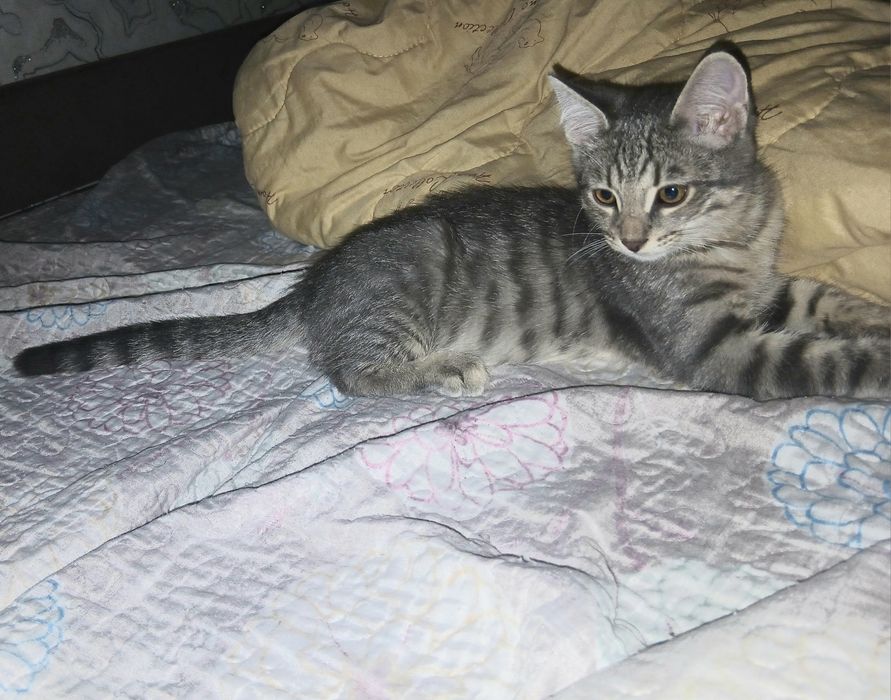 Котятки в любящие руки
