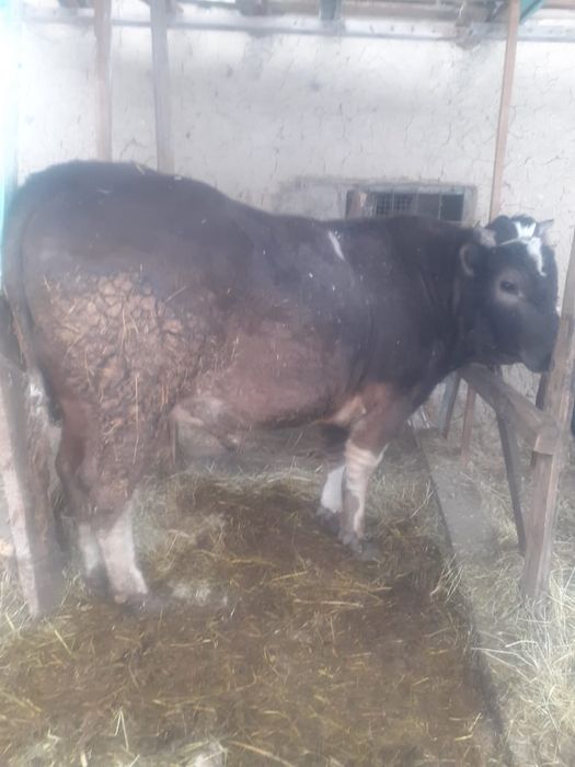 Продается бык, большой 2 года