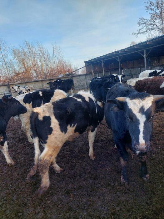 Быки на племя. Голштины.