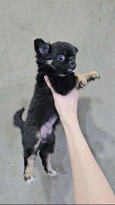 Мини девочка чихуахуа
