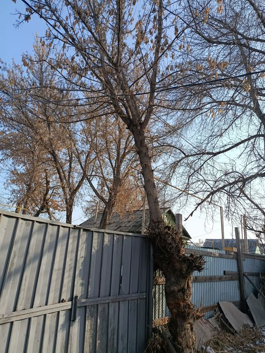 Отдам дрова бесплатно