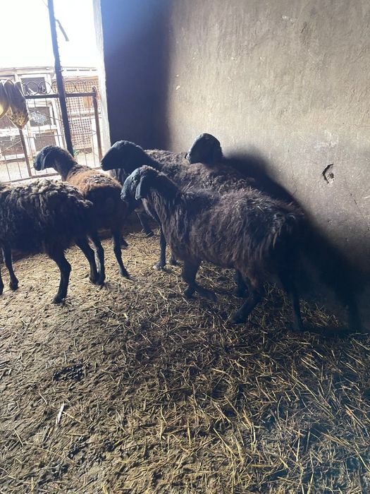 Қозылы қойлар сатылады!