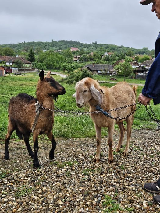 Animale,Țap+capră