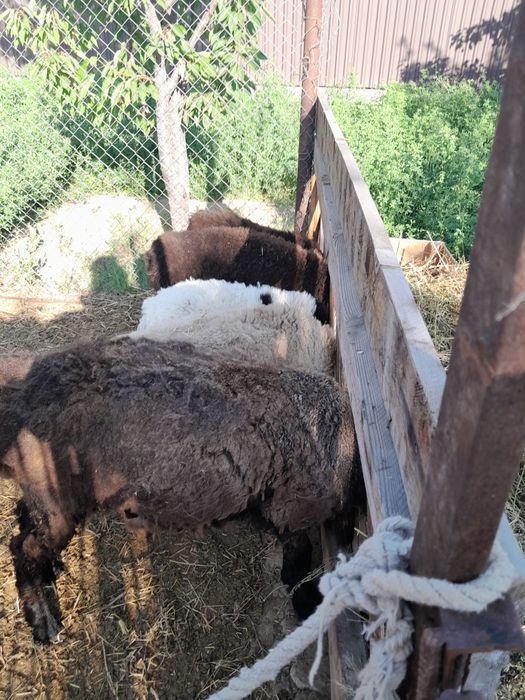 Марқа қозылар бар,бағасы 35,55 аралығында