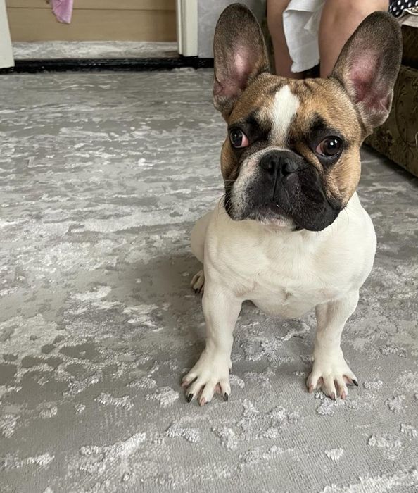 Вязка Французский бульдог