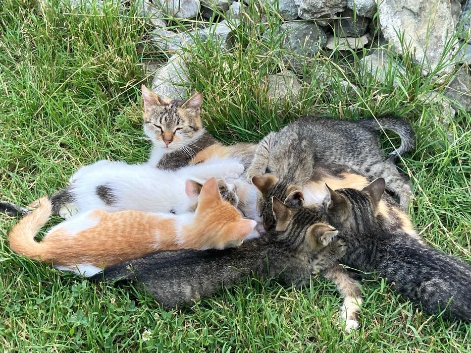 Donez pui de pisica pentru adoptie, pisicute de adoptat, puiut de pisicuta gratis