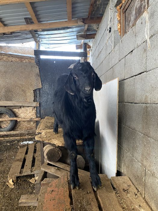 Козел есть еще козел