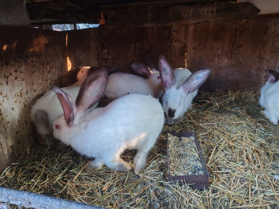 Uriaș de Transilvania